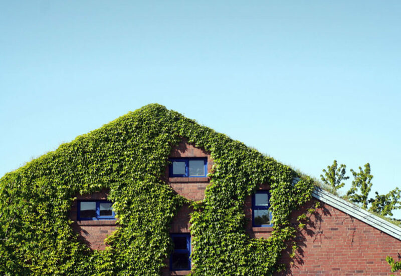 Haus mit Dach- und Fassadenbegrünung