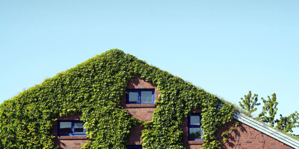 Haus mit Dach- und Fassadenbegrünung