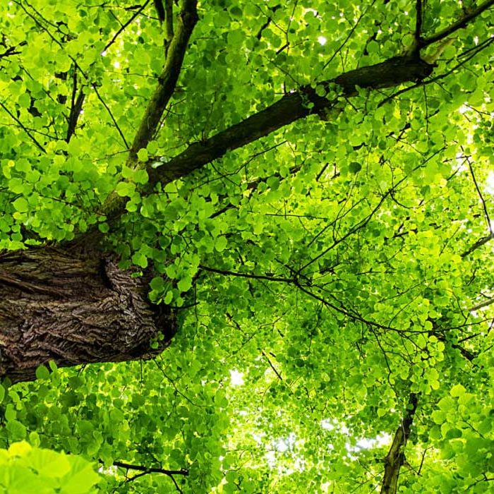 Lindenbaum Lindenbaum