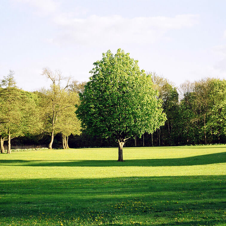 Bäume auf Wiese Baum auf Wiese // Bildnachweis: Julialine / photocase.de
